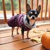 Alpine Extreme Weather Puffer Coat